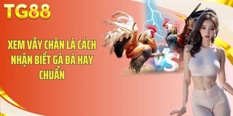 Xem vảy chân là cách nhận biết gà đá hay chuẩn