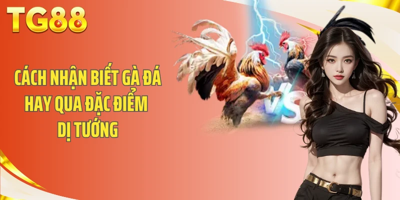 Cách nhận biết gà đá hay qua đặc điểm dị tướng
