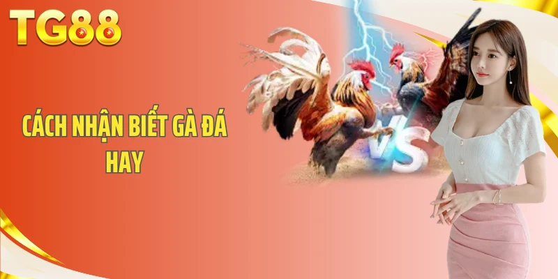 Cách Nhận Biết Gà Đá Hay- Tiêu Chuẩn Chọn Chiến Kê Từ Sư Kê