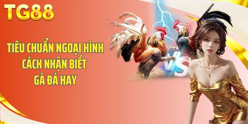 Tổng quan ngoại hình cách nhận biết gà đá hay